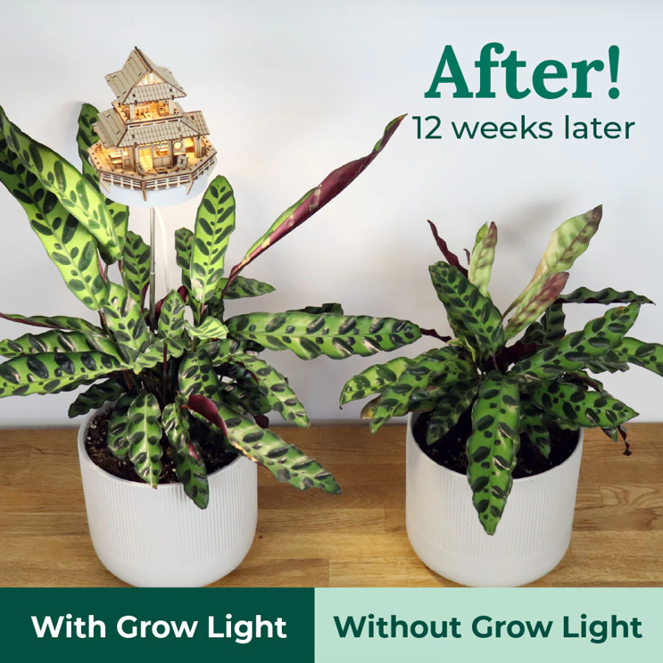 Sunrise Terrace + Grow Light