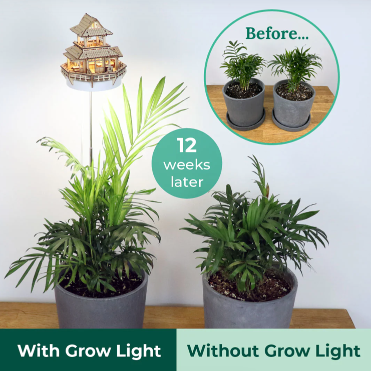 Sunrise Terrace + Grow Light